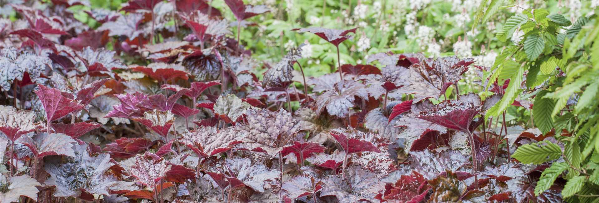 1A Garten Hopp Ihr Gartencenter aus KehlBodersweier