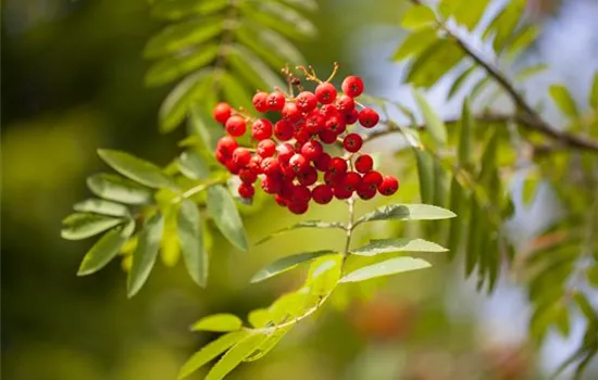 Sträucher für den naturnahen Garten