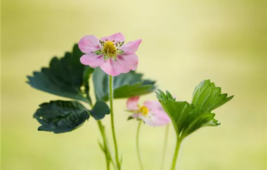 Erdbeeren setzen