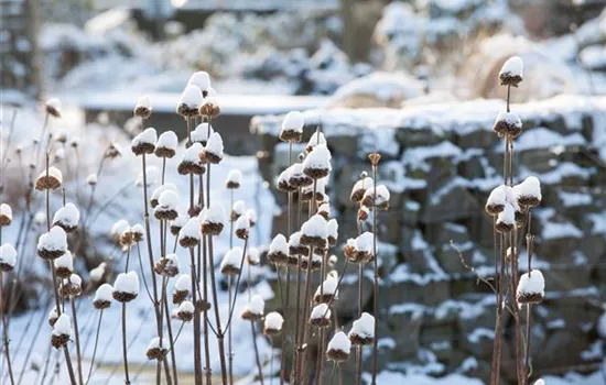 Stauden vor Frost schützen