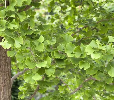 Ginkgo biloba