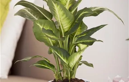 Dieffenbachia maculata