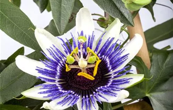 Passiflora caerulea