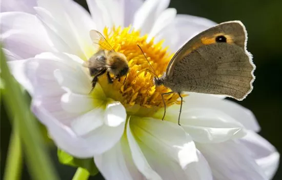 Insektenweide