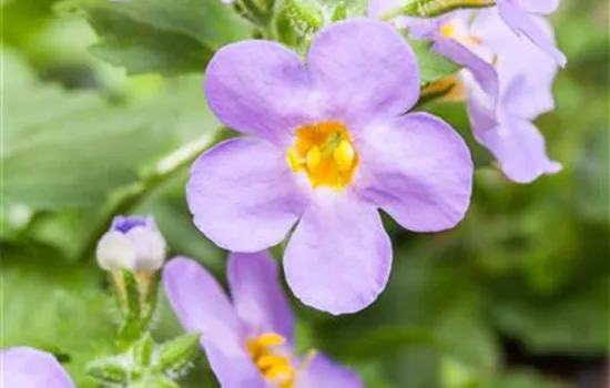 Sutera grandiflora, blau