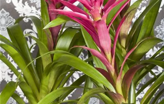 Guzmania