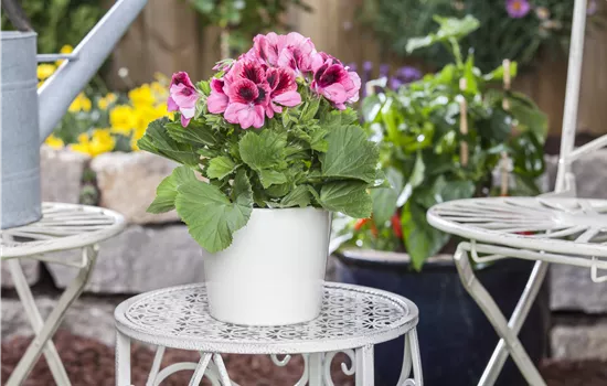 Pelargonium grandiflorum