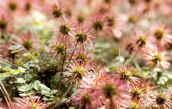 Acaena microphylla