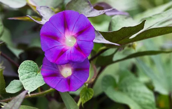 Ipomoea tricolor