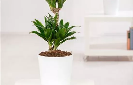 Dracaena fragrans