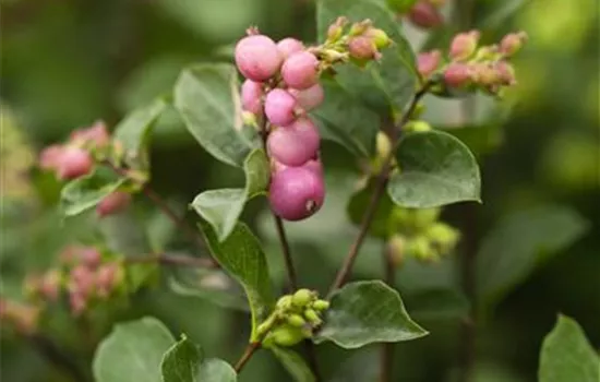 Symphoricarpos x doorenbosii