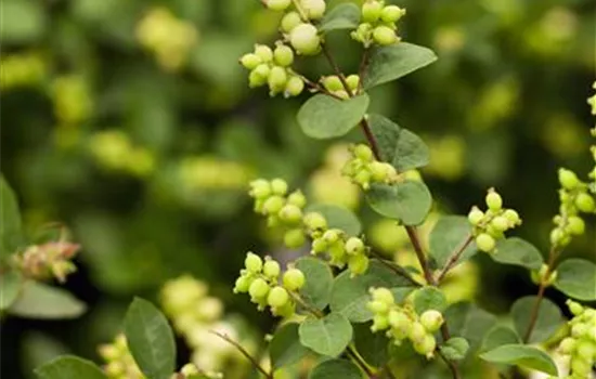 Symphoricarpos x doorenbosii 'Mother of Pearl'