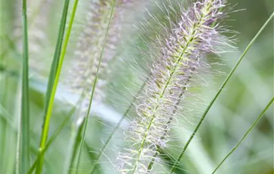 Pennisetum alopecuroides