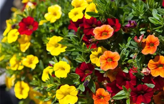 Calibrachoa 'Trixi'®