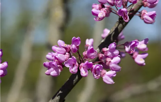 Cercis siliquastrum