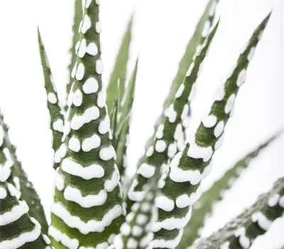 Haworthia fasciata