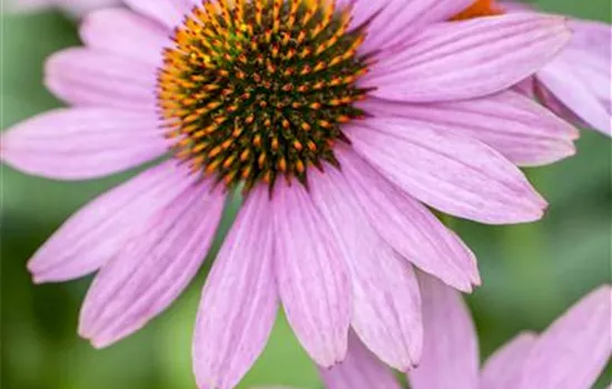 Echinacea purpurea 'PowWow'®