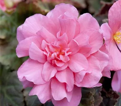 Begonia x tuberhybrida