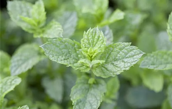 Mentha spicata 'Maroccan'