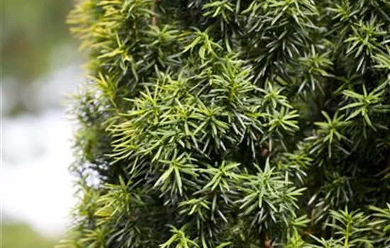 Taxus baccata