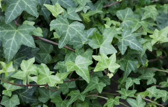 Hedera helix 'Woerner'