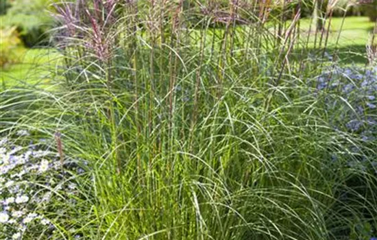 Miscanthus sinensis