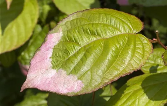 Actinidia kolomikta