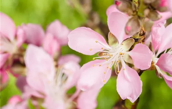 Prunus dulcis