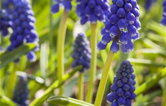 Muscari armeniacum