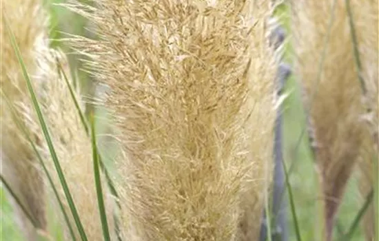 Cortaderia selloana