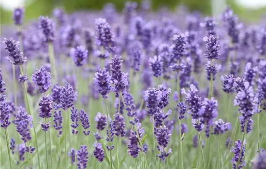 Lavandula angustifolia 'Hidcote Blue'