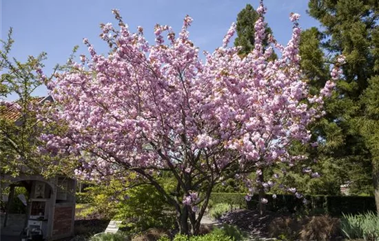 Prunus, Zierkirsche