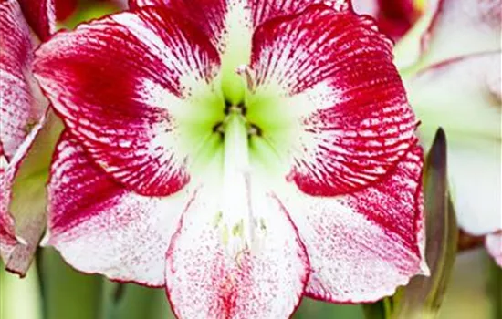 Hippeastrum