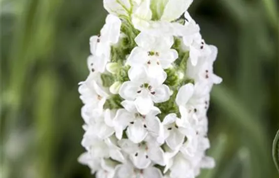 Lavandula stoechas, weiß