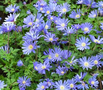 Anemone blanda