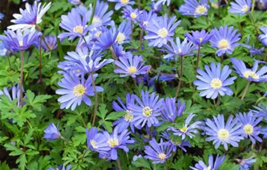 Anemone blanda