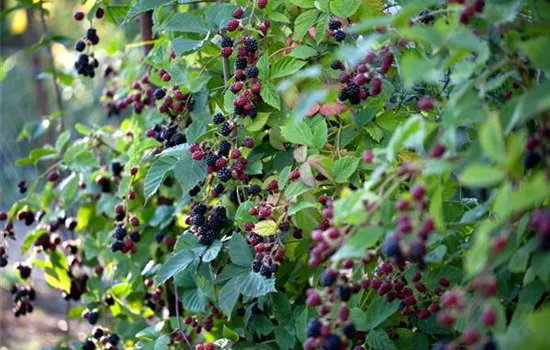 Brombeeren schneiden