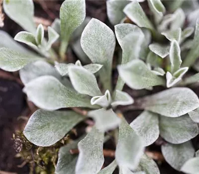 Antennaria dioica