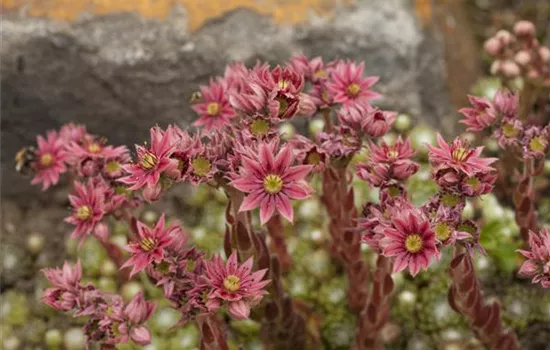 Sempervivum arachnoideum