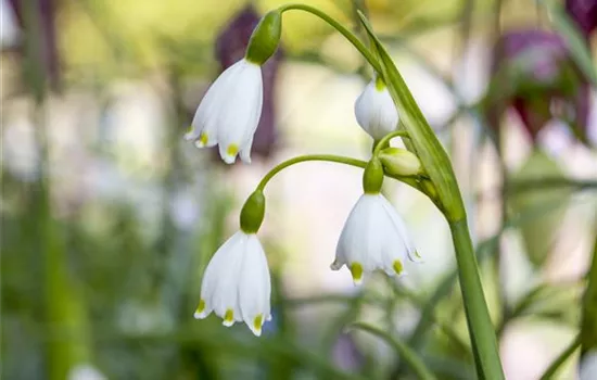 Leucojum aestivum