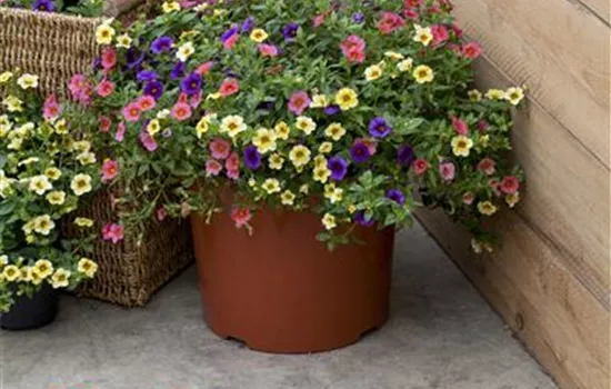 Calibrachoa