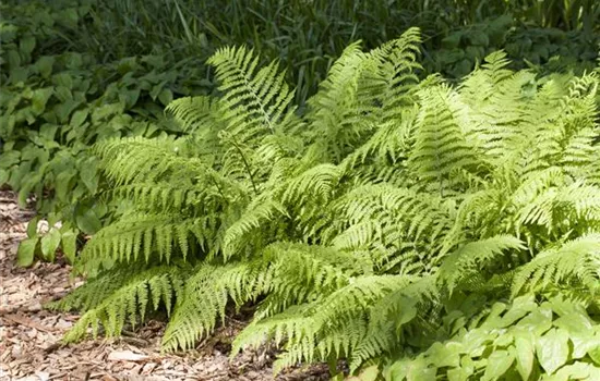 Farbenfrohe Schatten - schattige Stellen im Garten müssen nicht trist sein