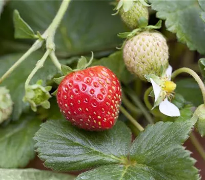 Fragaria x ananassa 'Mieze Schindler'