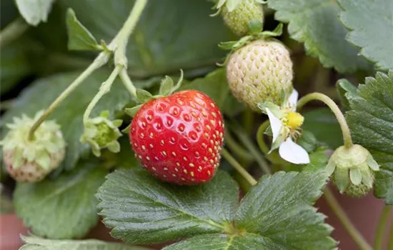 Fragaria x ananassa 'Mieze Schindler'