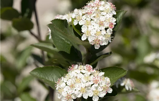 Aronia melanocarpa