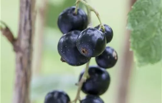 Ribes nigrum