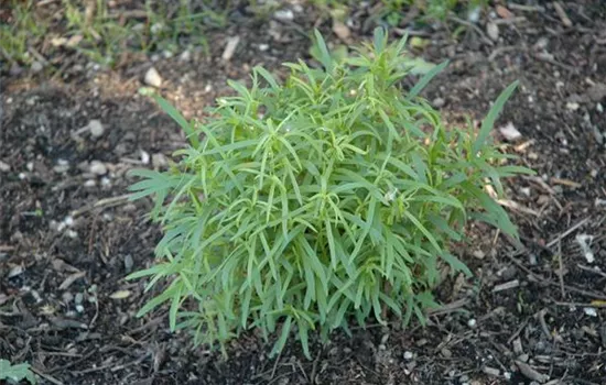 Artemisia dracunculus