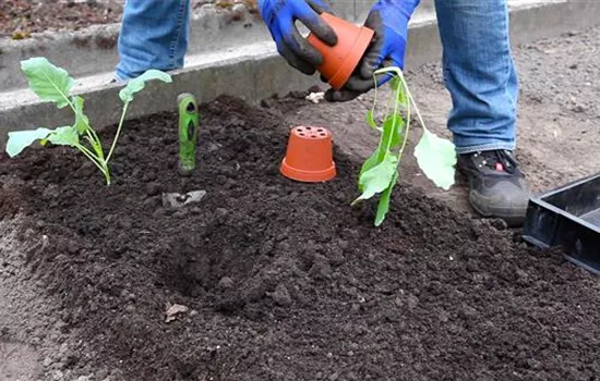 Kohlrabi - Einpflanzen im Gemüsebeet