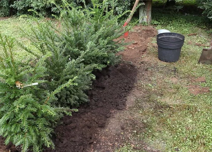 Hecke - Einpflanzen im Garten